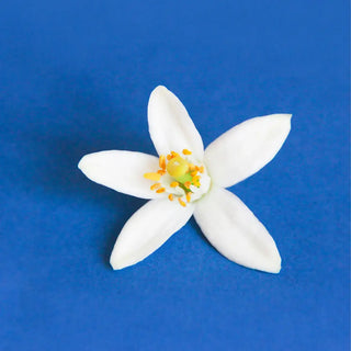 Top view of orange blossom in a blue background