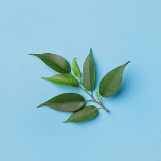 Top view of tea leaf in a blue background