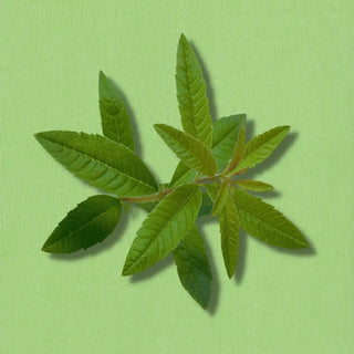 Top view of verbena leaf in a green background