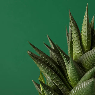 Side view of aloe vera in a green background